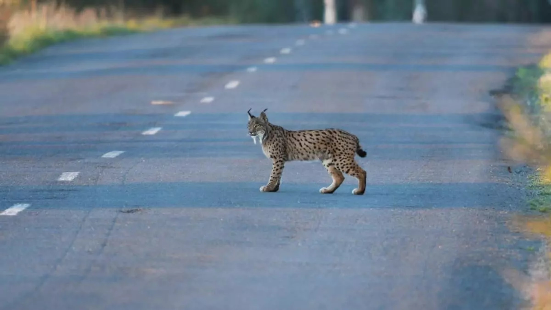 lince iberico carretera donana atropello fauna