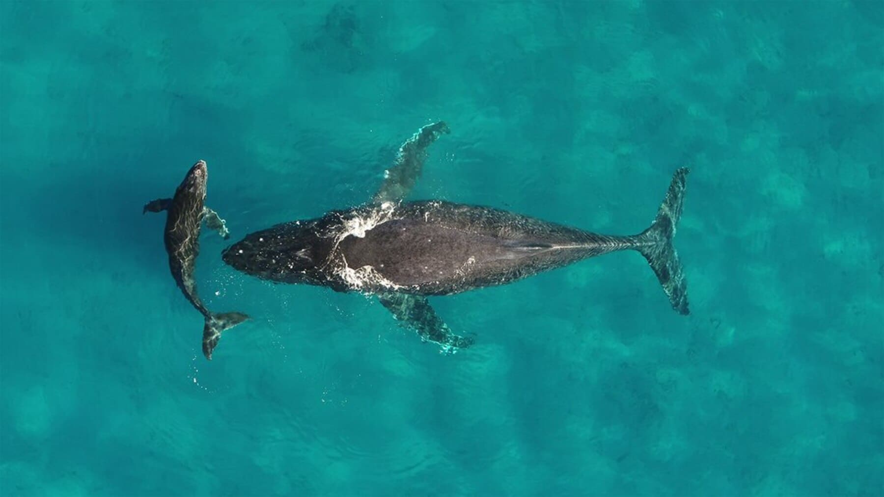 La guerra en Ormuz está matando a las ballenas en silencio por el ruido submarino
