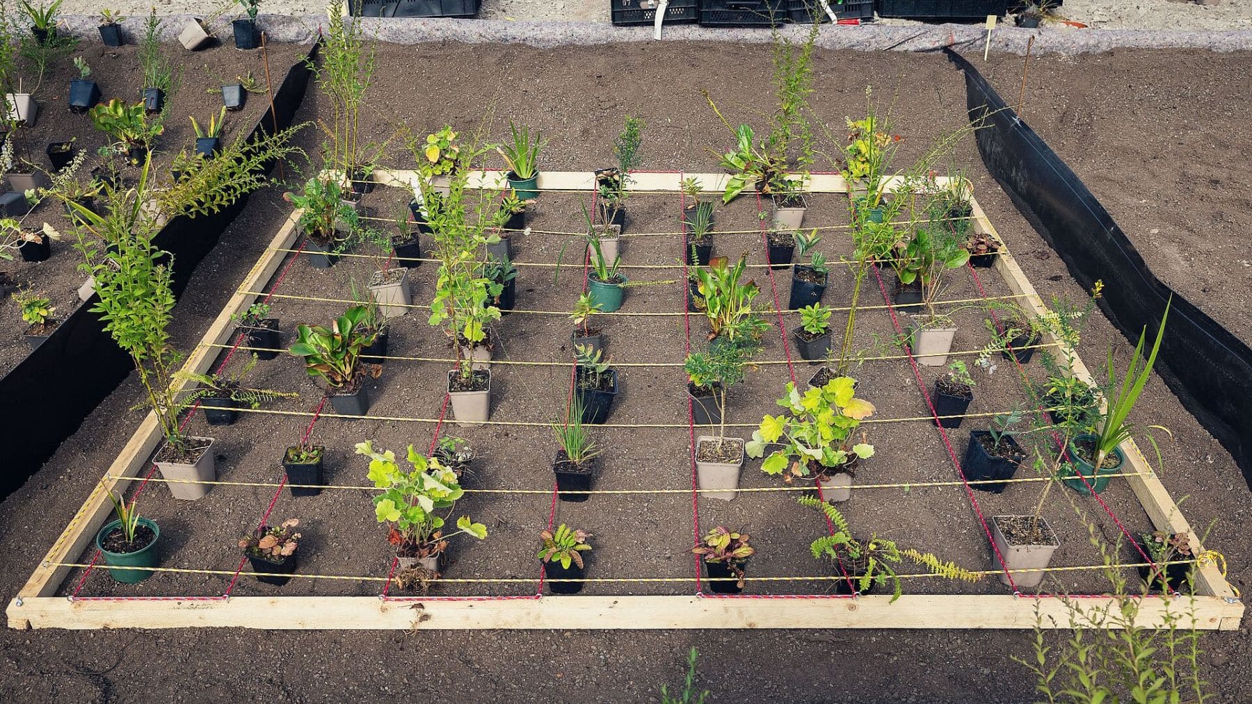 Plantas organizadas en cuadrícula en proyecto urbano de vegetación para reducir el calor en Berlín.