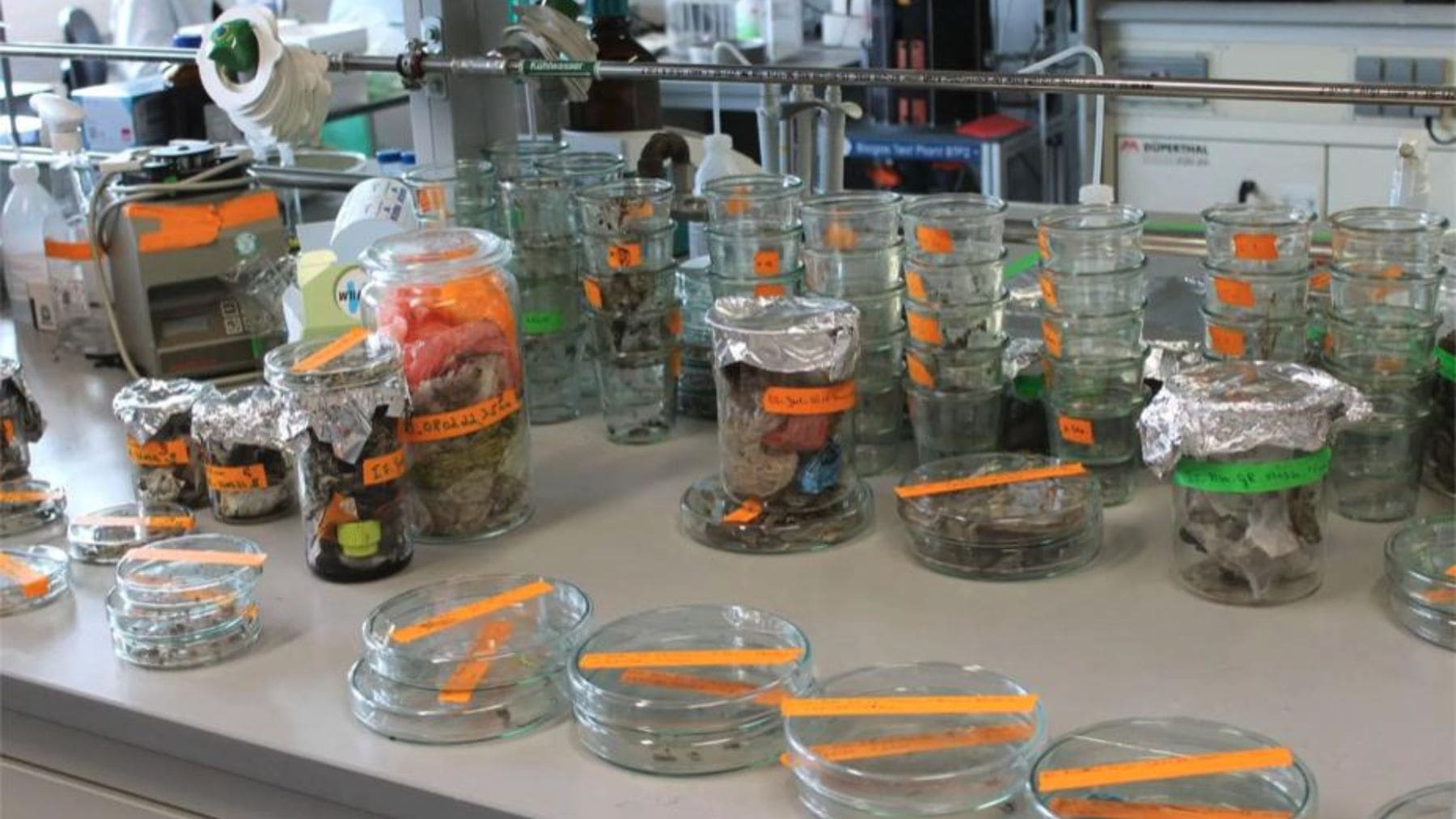 Muestras de bioplástico compostable desarrolladas por investigadores de la Universidad de Bayreuth en Alemania.