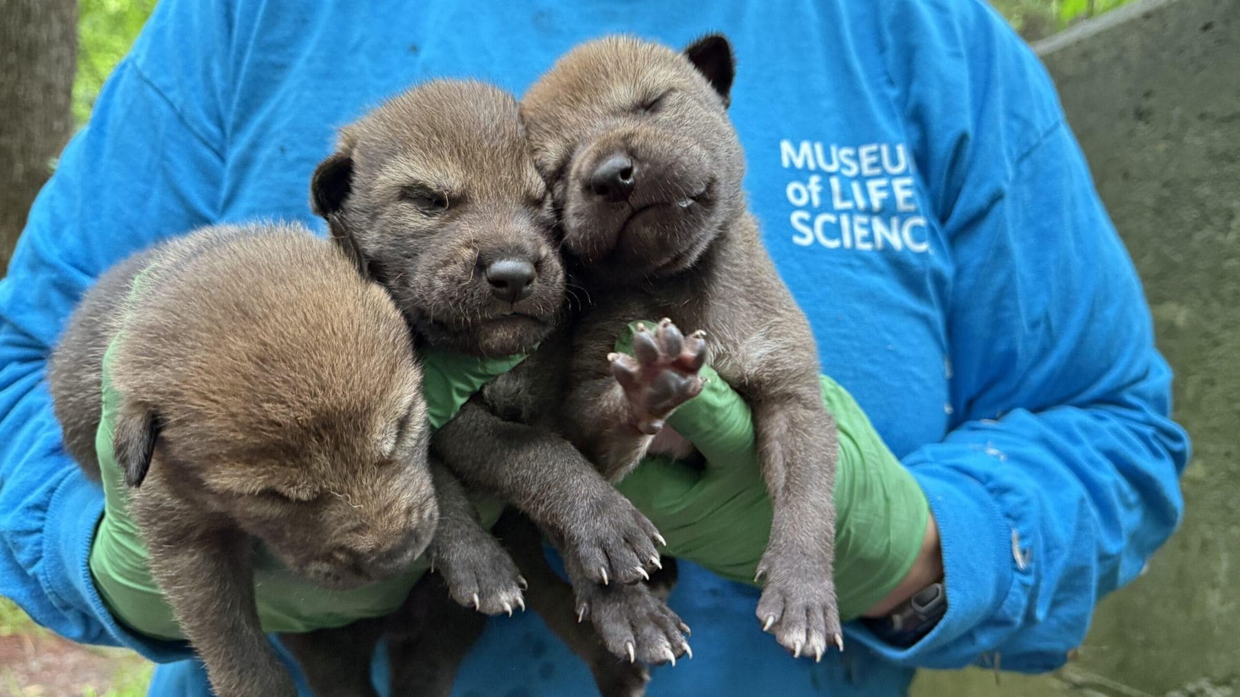 Cinco cachorros de lobo rojo en peligro crítico de extinción sostenidos por cuidadores en Carolina del Norte