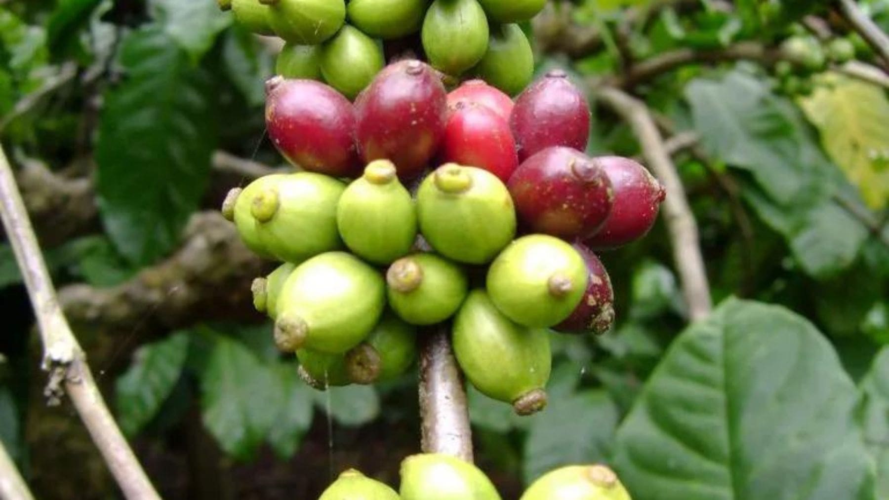 Granos de café arábica en una plantación afectada por el calor extremo y el cambio climático.