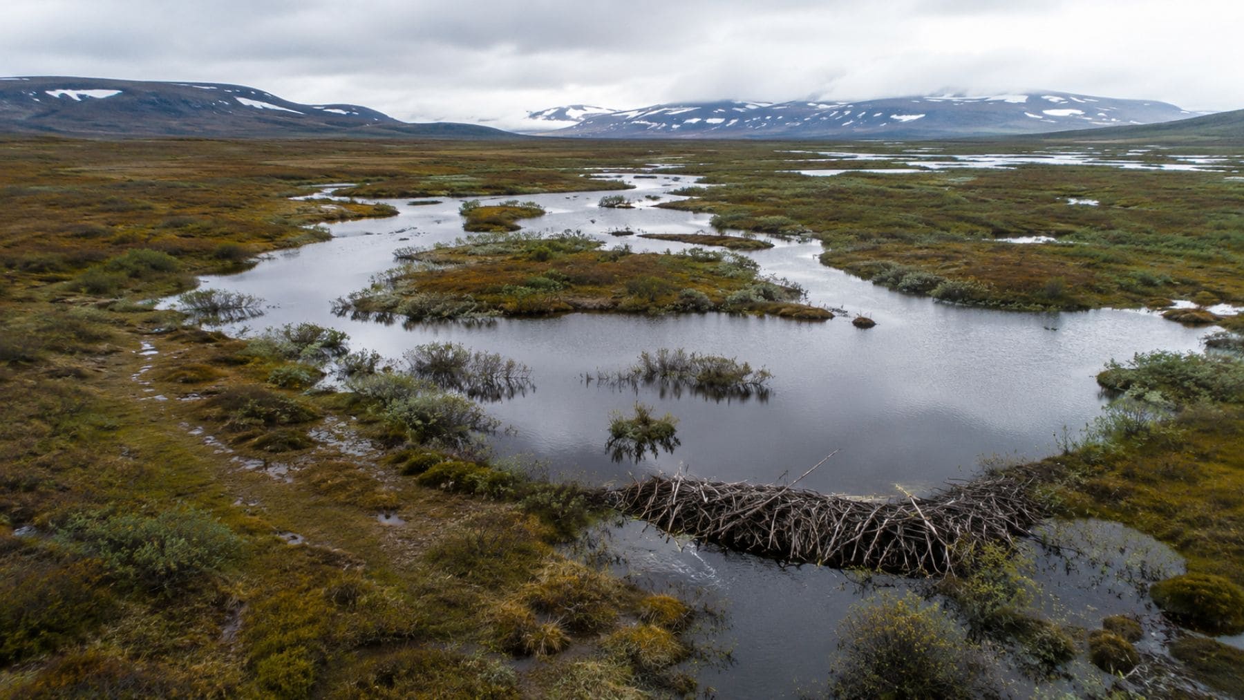 Presa de castores en la tundra del Ártico canadiense transformando el paisaje por el cambio climático.