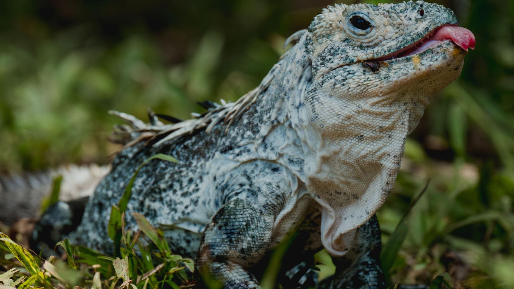 Iguana de Utila en peligro crítico, una de las 10 especies que podrían desaparecer antes de 2026.