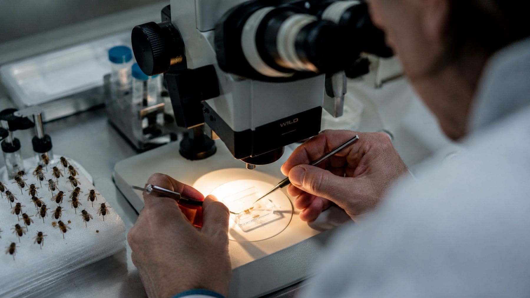 Científico manipula abejas en laboratorio para desarrollar colonias resistentes al ácaro varroa