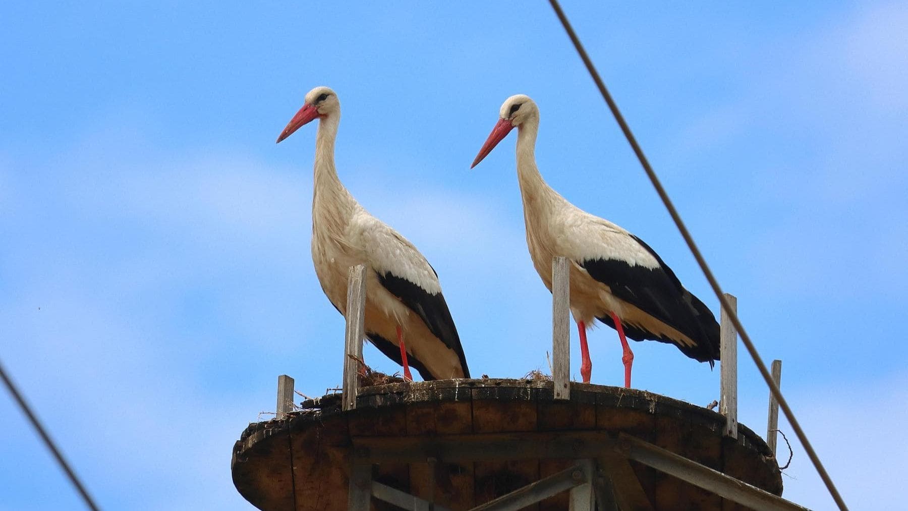 Cigüeñas blancas en un nido durante el seguimiento migratorio con GPS del proyecto LIPU en Calabria.