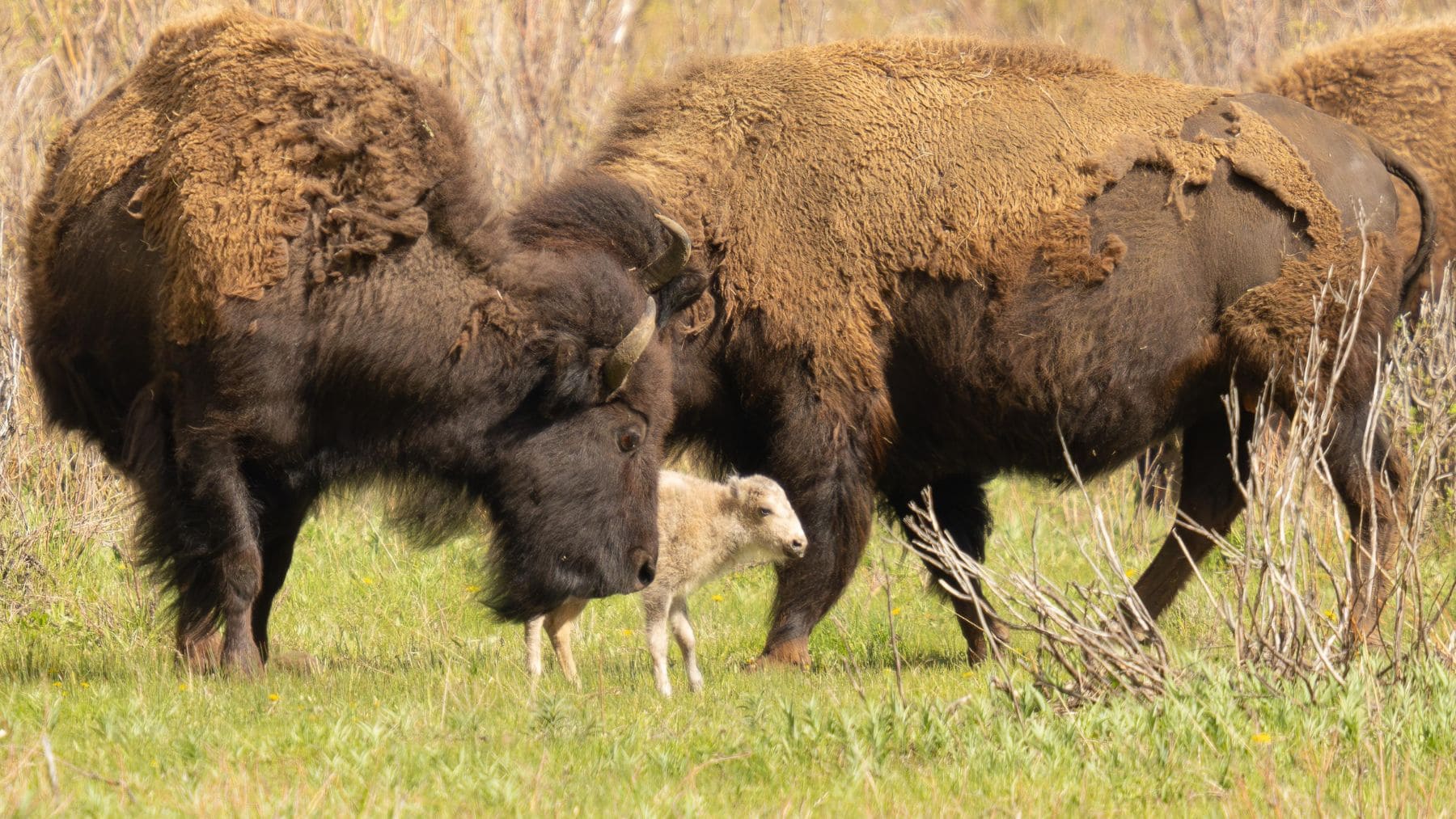 Cría de bisonte blanco junto a dos bisontes adultos en el Refugio Neal Smith de Iowa.