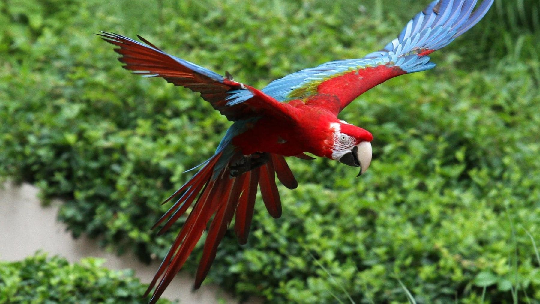 Guacamaya roja y verde volando en la Mata Atlántica de Brasil tras el regreso histórico de la especie.