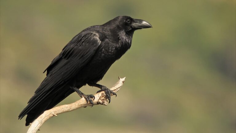 Cuervo negro posado sobre una rama durante el día en un entorno natural