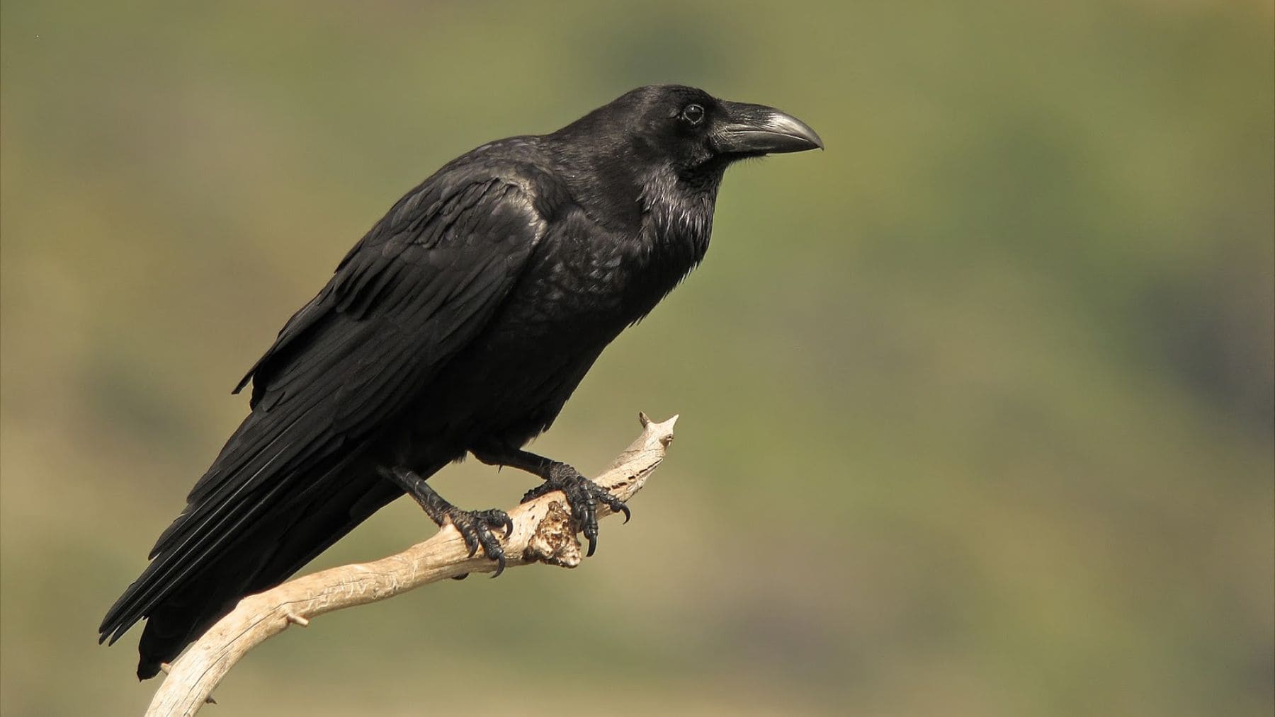 Cuervo negro posado sobre una rama durante el día en un entorno natural