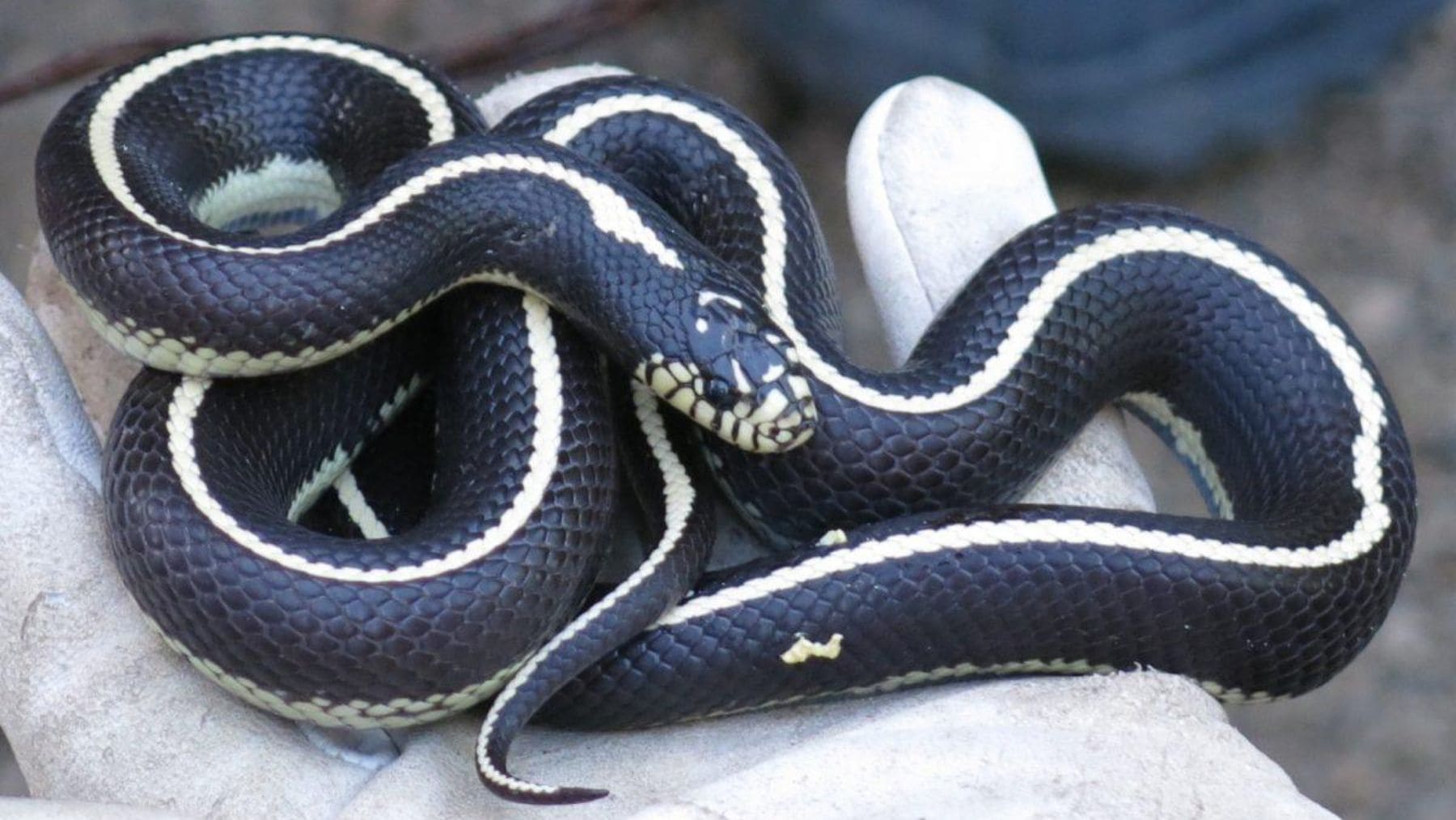 Culebra real de California capturada en Gran Canaria, una especie invasora que amenaza la biodiversidad canaria.