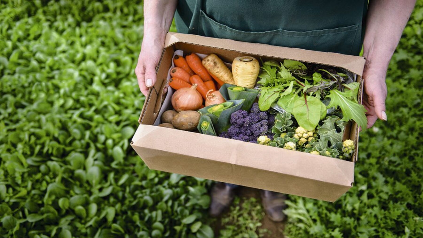 ECOticias.com - El Periódico Verde 150 Producción ecológica en Andalucía: más de 1,4 millones de hectáreas consolidan su liderazgo sostenible