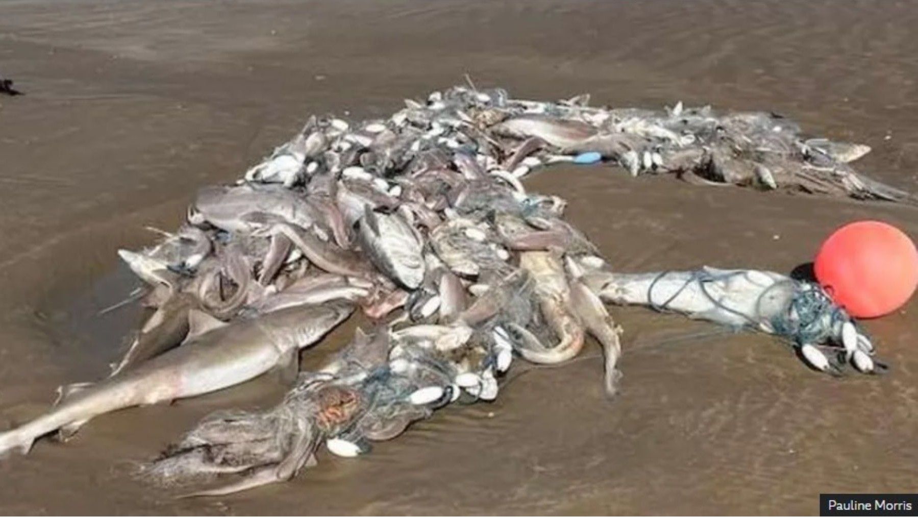 Imagen de decenas de tiburones han aparecido muertos en los últimos días en la playa de Carmarthenshire