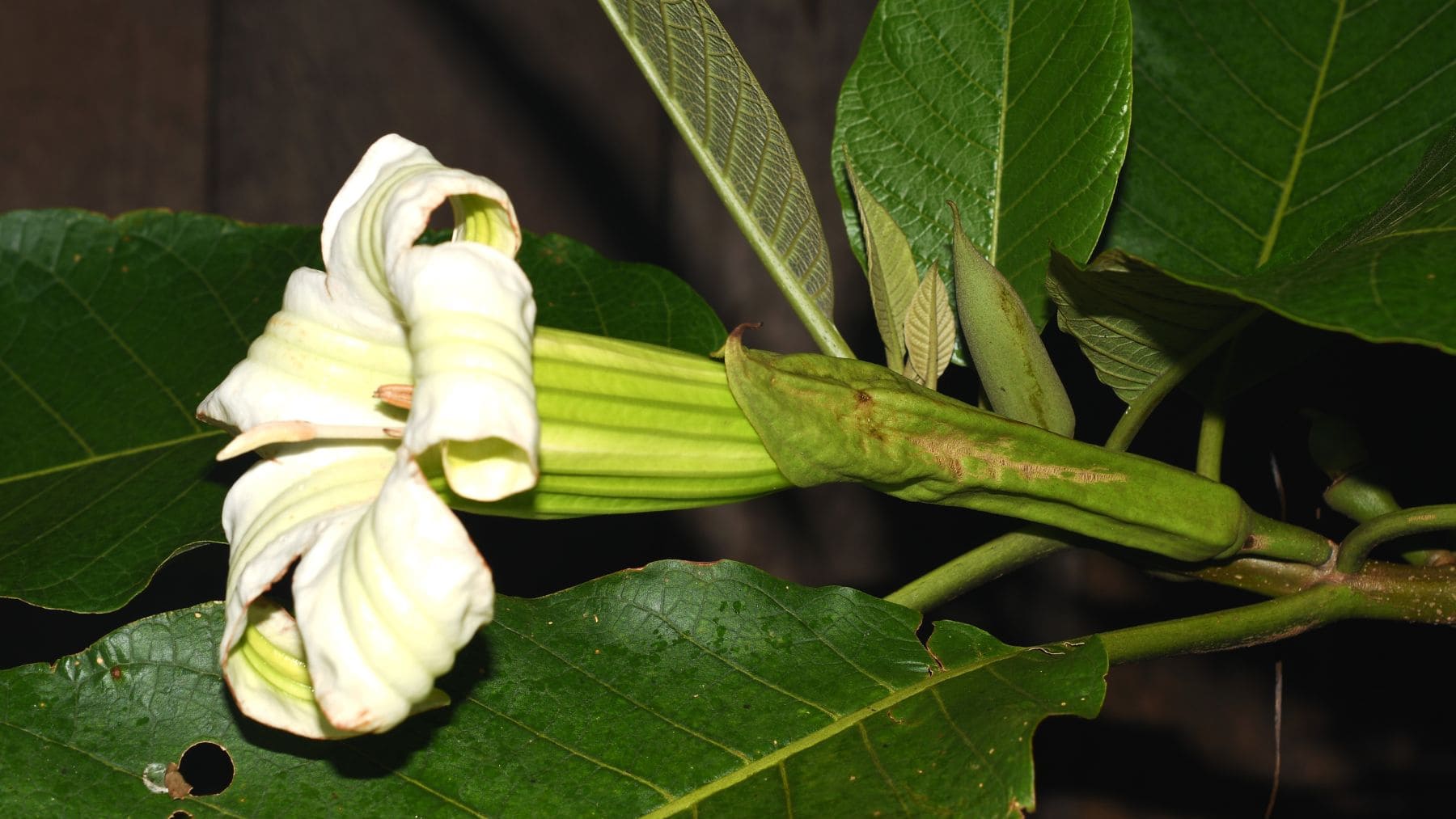 Flor del árbol gigante andino Daturodendron absconditum descubierto por científicos en Colombia y Perú.