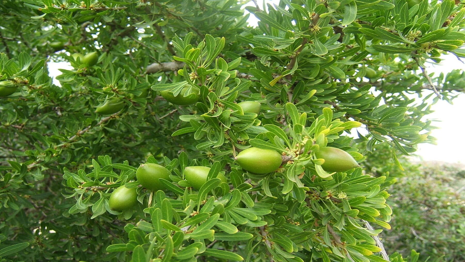 Día Internacional del Argán 2026 y su importancia global con árbol de argán en Marruecos