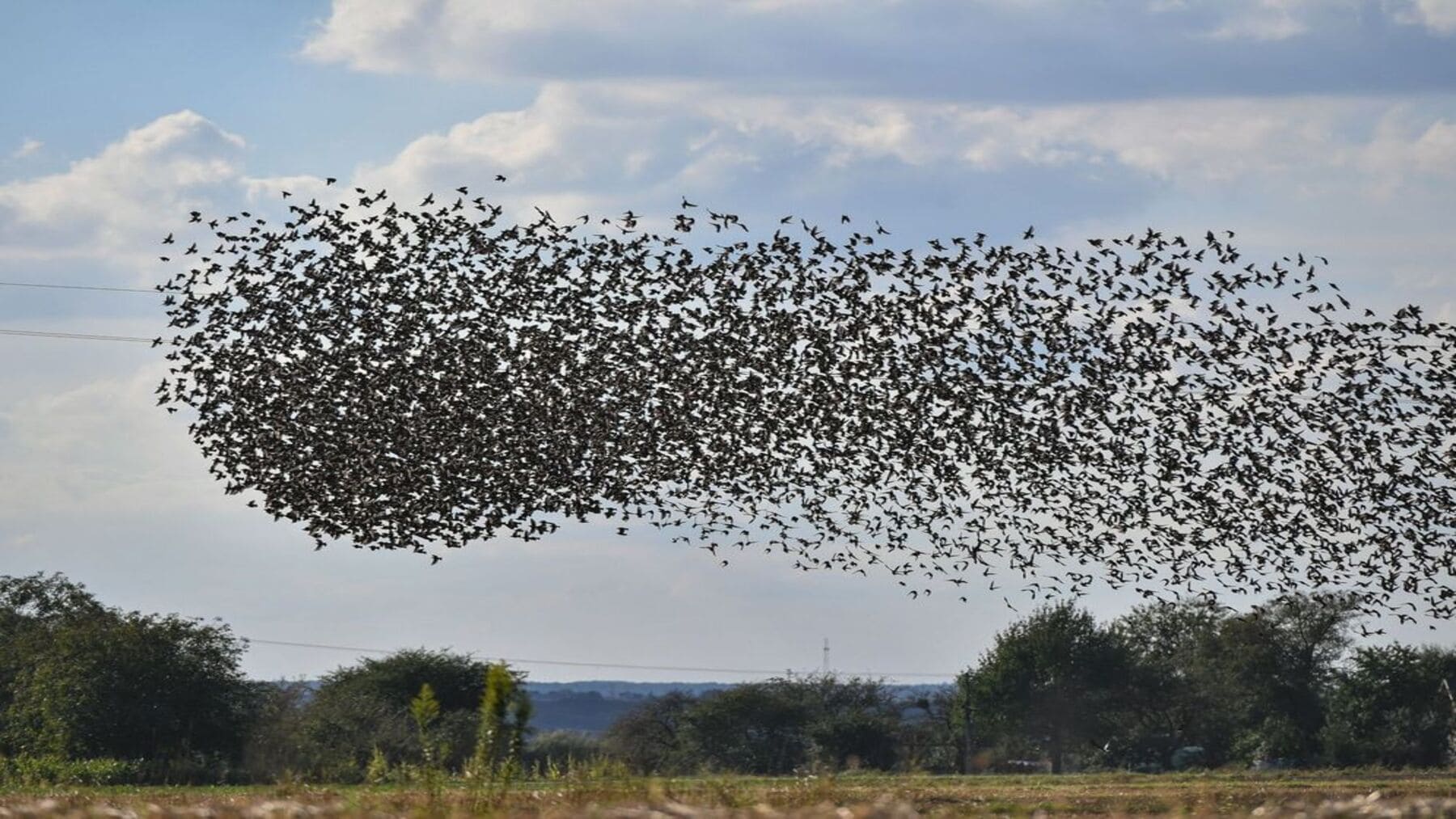 Día Mundial de las Aves Migratorias 2026 y su importancia global con aves en vuelo