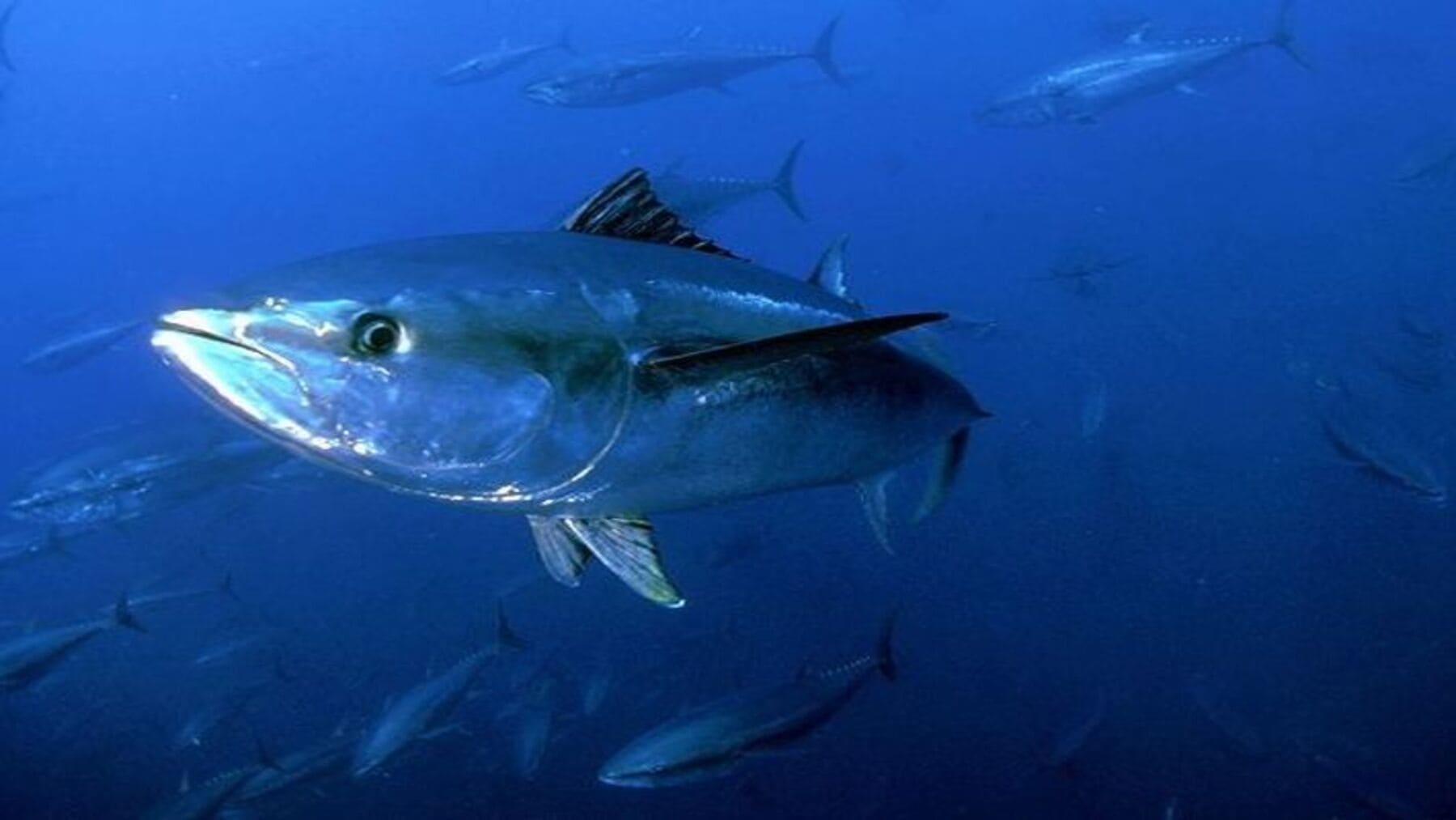 Día Mundial del Atún 2026 y sostenibilidad de la pesca con atunes en océano