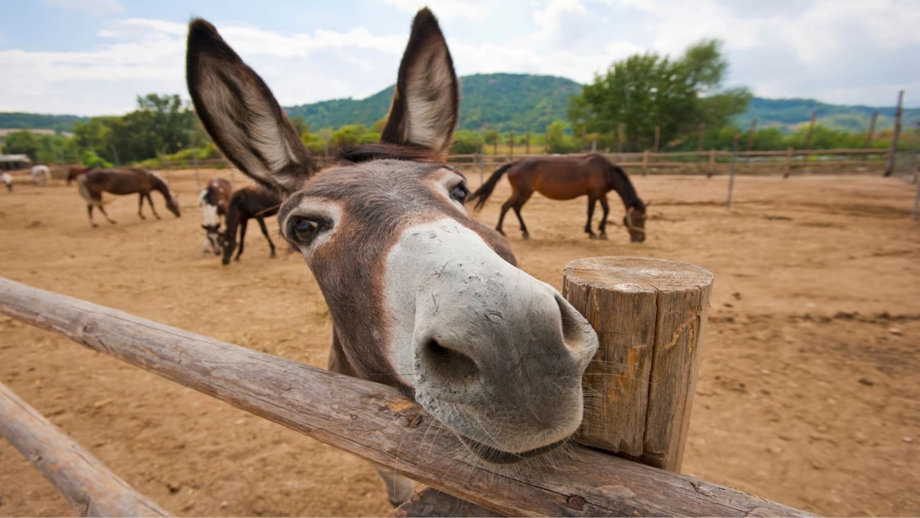 Día Mundial del Burro 2026 y crisis global de esta especie en entorno rural