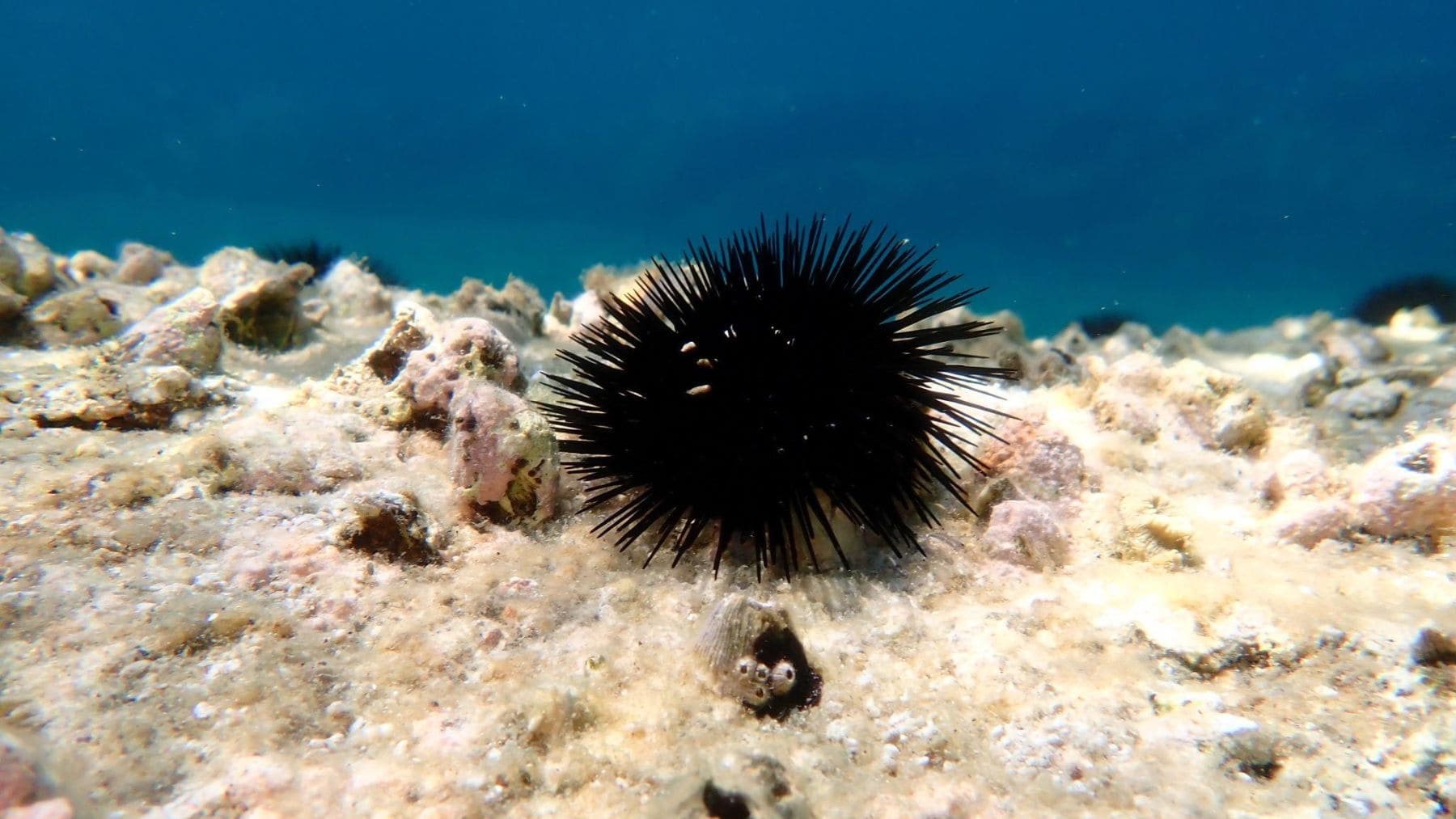 Erizo negro en el fondo marino de Mallorca tras la degradación de los bosques submarinos.
