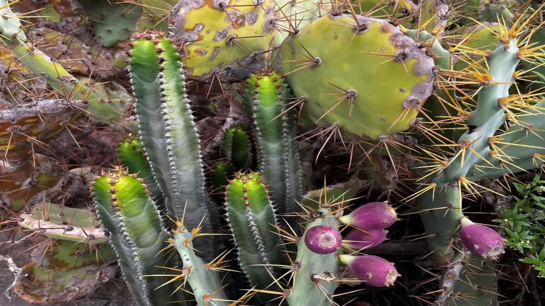 Tenerife declara la guerra total a las especies invasoras para salvar sus espacios naturales