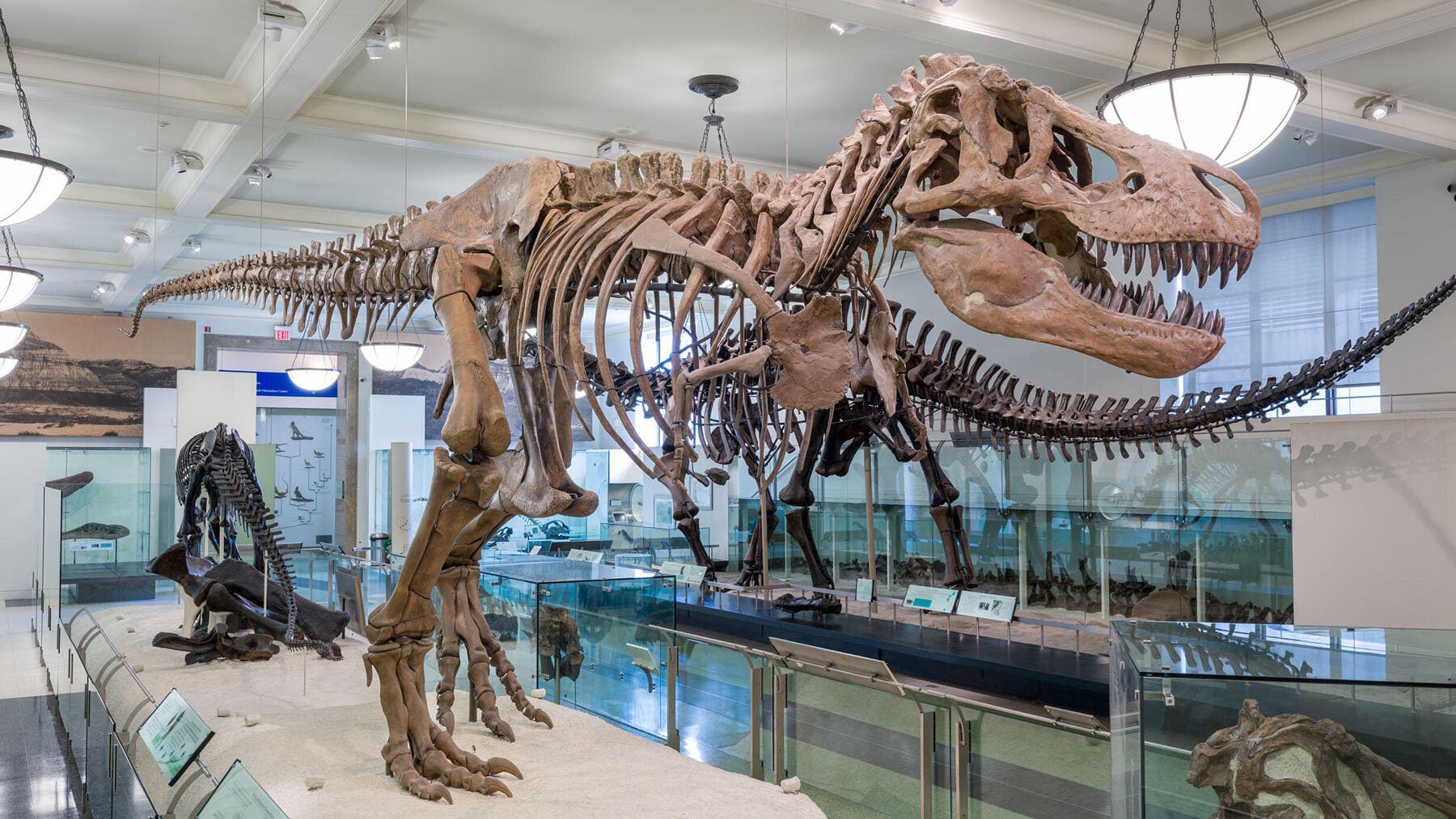 Reconstrucción fósil relacionada con por qué el T. rex tenía brazos diminutos