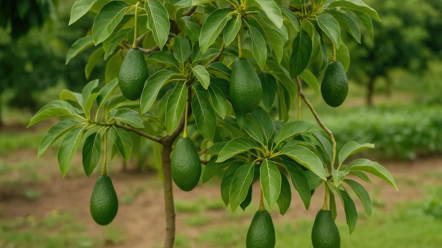 Aguacatero sano con varios frutos verdes creciendo en un jardín tras aplicar cuidados naturales.
