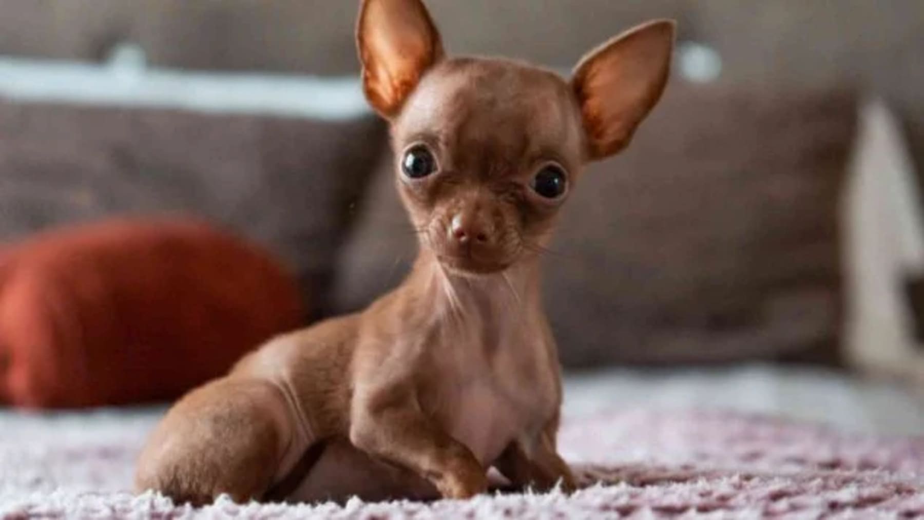 mascotas de rasgos extremos