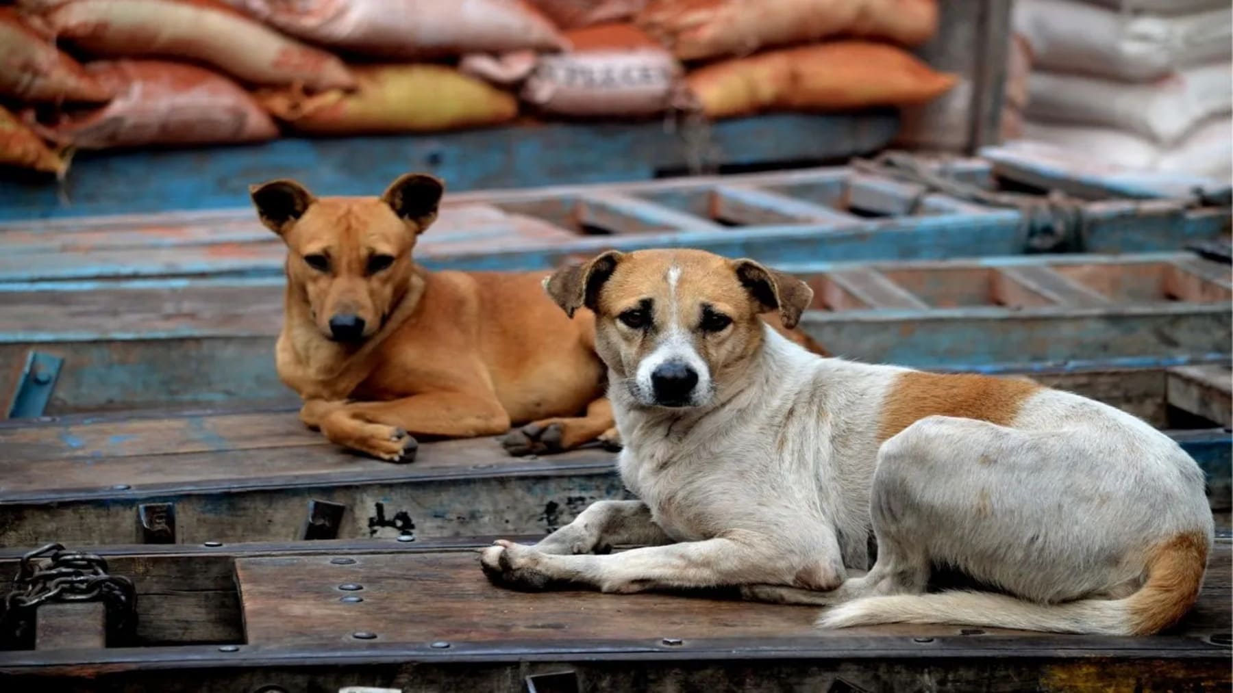 eutanasia a perros callejeros en India con animales urbanos
