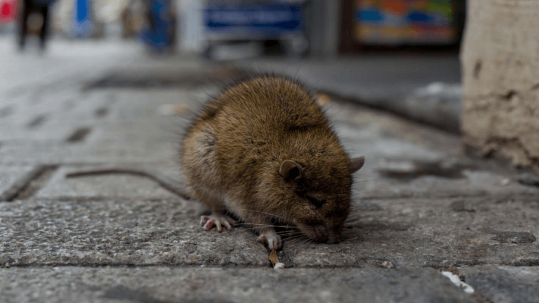 enfermedades zoonoticas en Extremadura durante la visita de la Comisión Europea