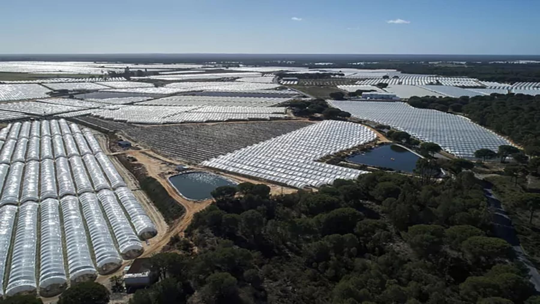Agricultura sostenible en Doñana: equilibrio entre producción y medio ambiente