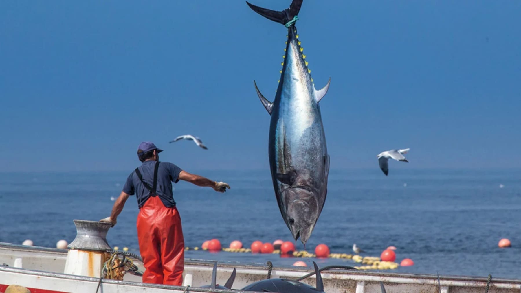 Flota atunera internacional dedicada a pesca sostenible