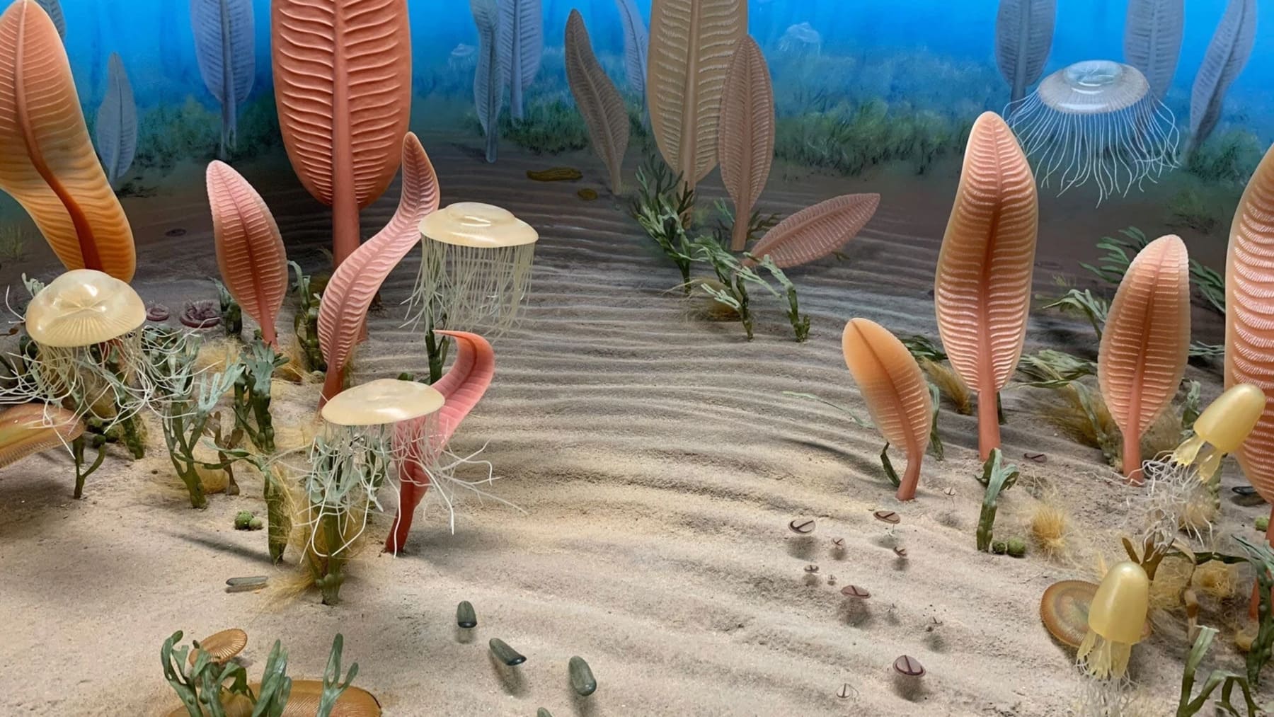 nueva especie de Ediacara encontrada en un yacimiento fósil de Canadá