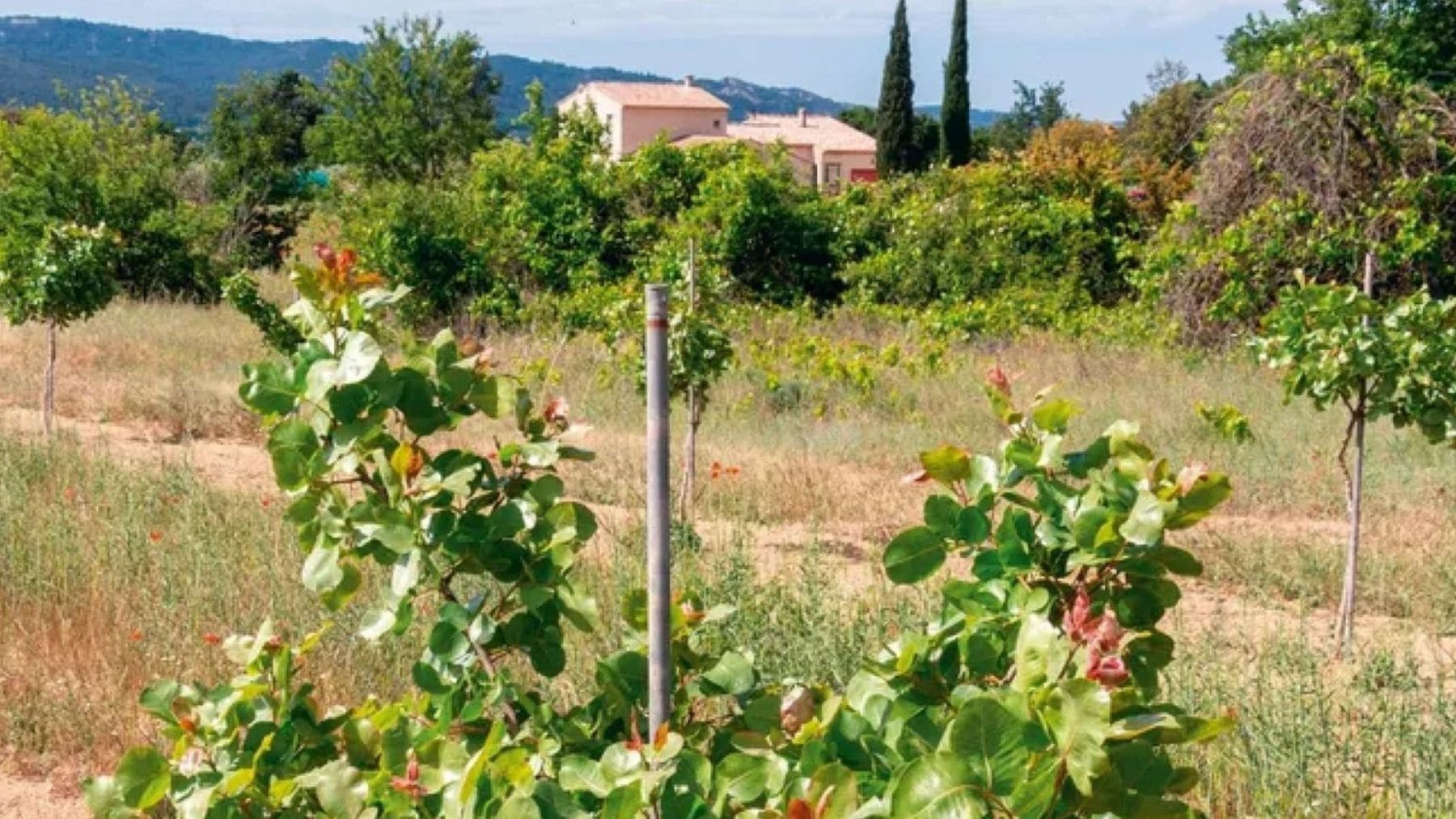 Plantación de pistachos en Provenza adaptada al cambio climático y la sequía en el sur de Francia