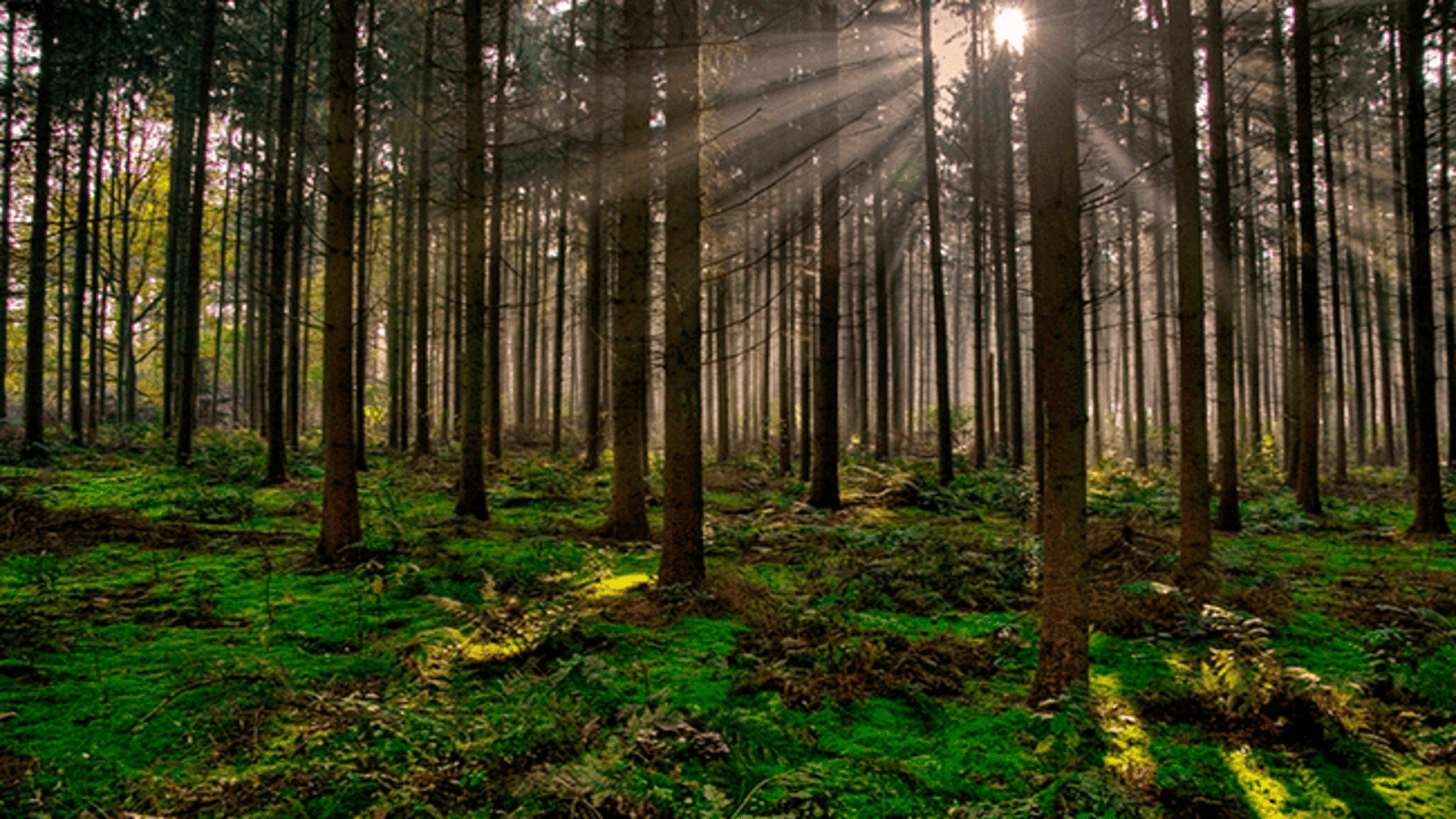 bioeconomía forestal