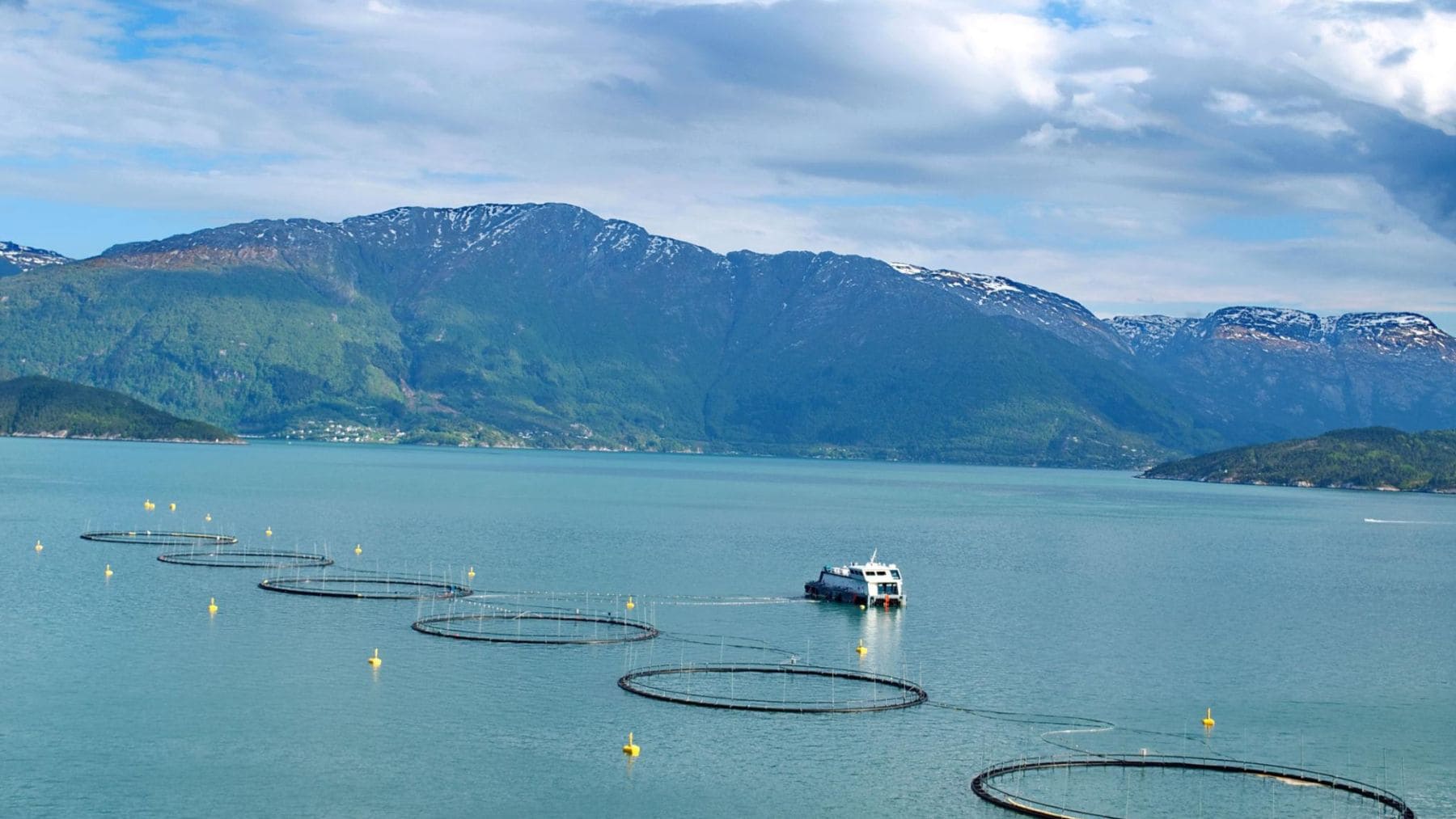 Granjas de salmón en los fiordos de Noruega señaladas por liberar nitrógeno y reducir el oxígeno del agua.