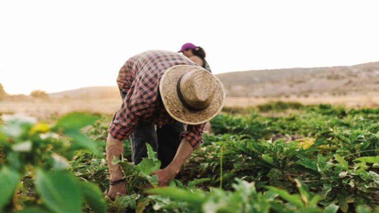 fondo climático para agricultores PAC 2028 sequía campo