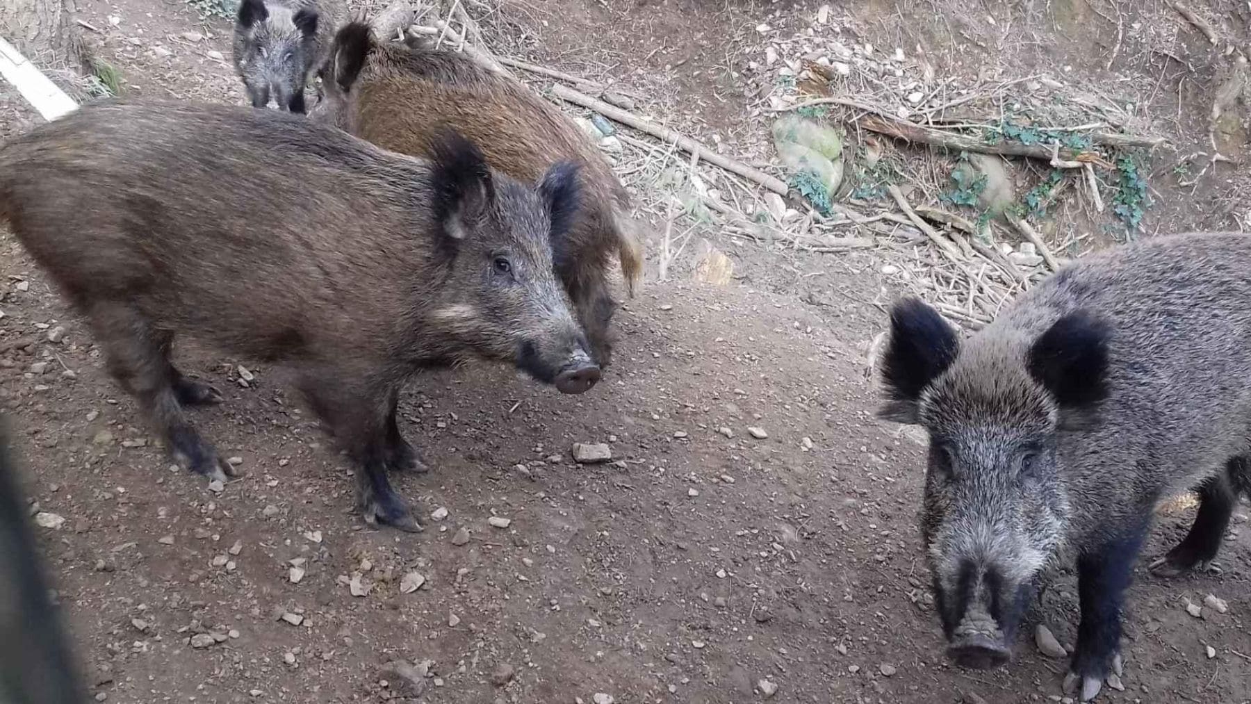 Grupo de jabalíes urbanos en Barcelona analizados en un estudio genético que los diferencia de los rurales.