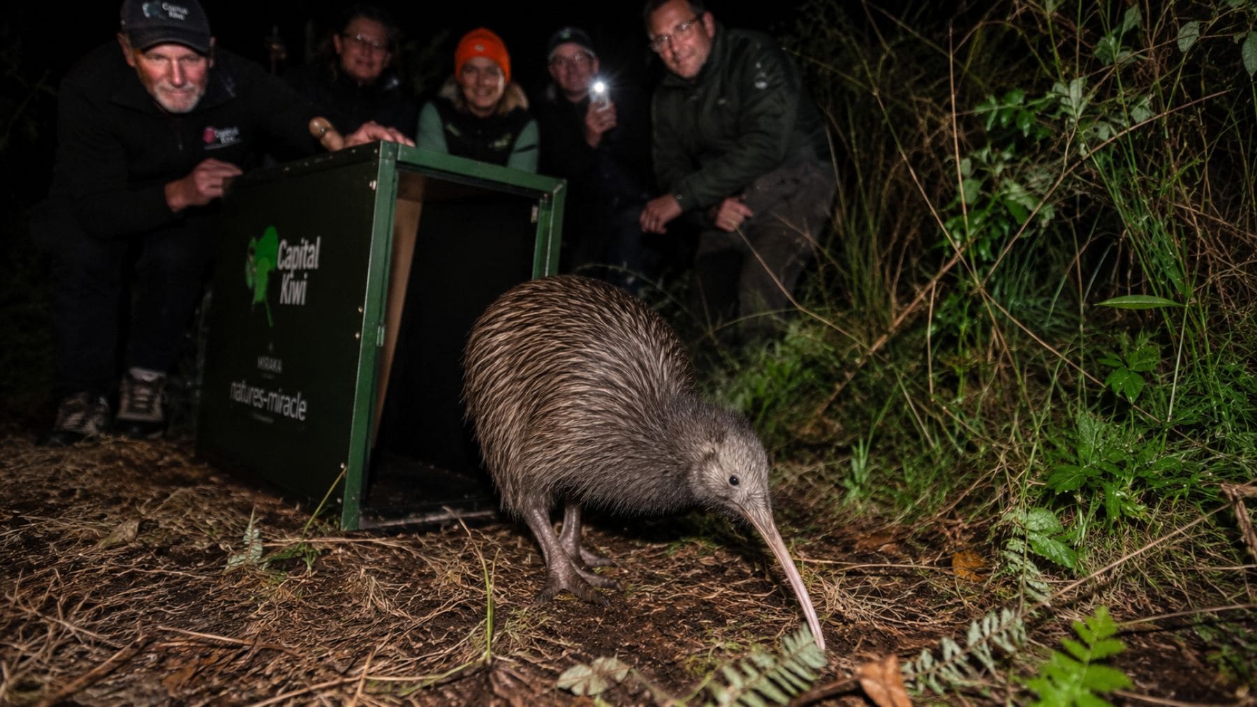 Kiwi liberado en Wellington durante el regreso del ave símbolo de Nueva Zelanda tras más de 100 años.