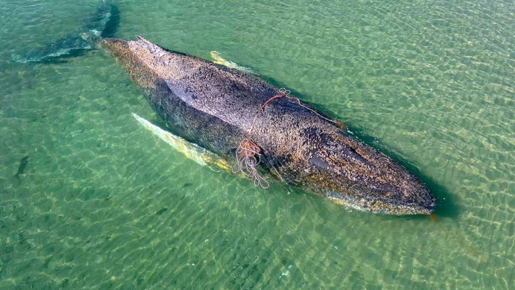 ballena jorobada Timmy