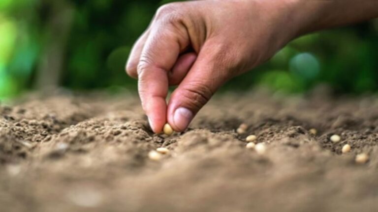 La biodiversidad del suelo es 'vital' para cultivos y humanos frente a patógenos según nuevos estudios científicos