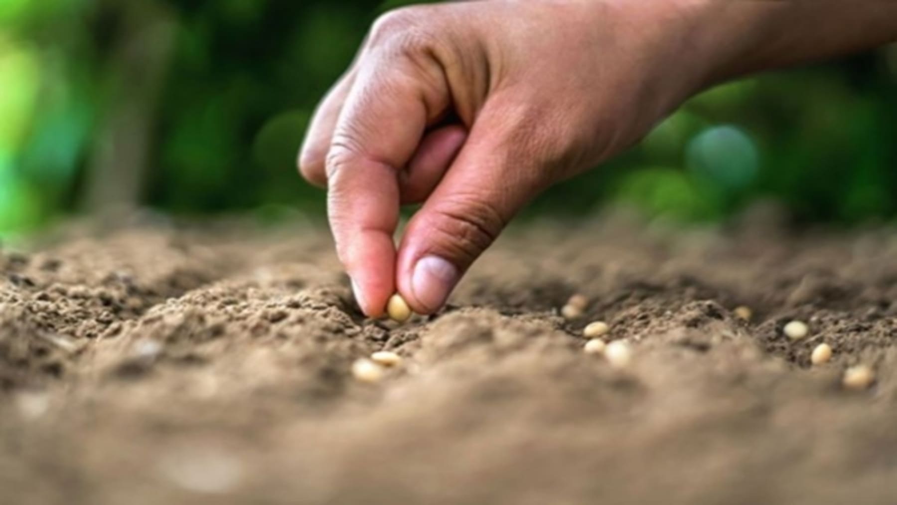 La biodiversidad del suelo es 'vital' para cultivos y humanos frente a patógenos según nuevos estudios científicos