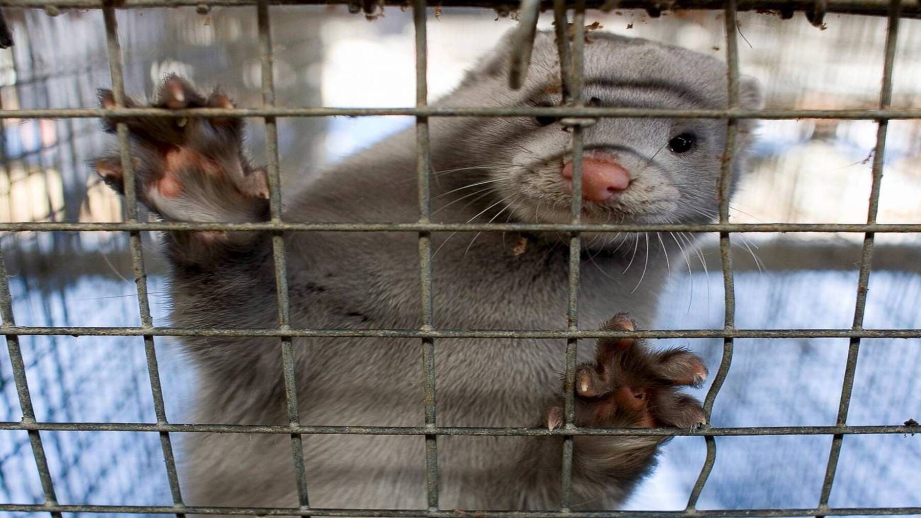 Instalaciones de la granja de visones en Abegondo investigadas por posibles irregularidades