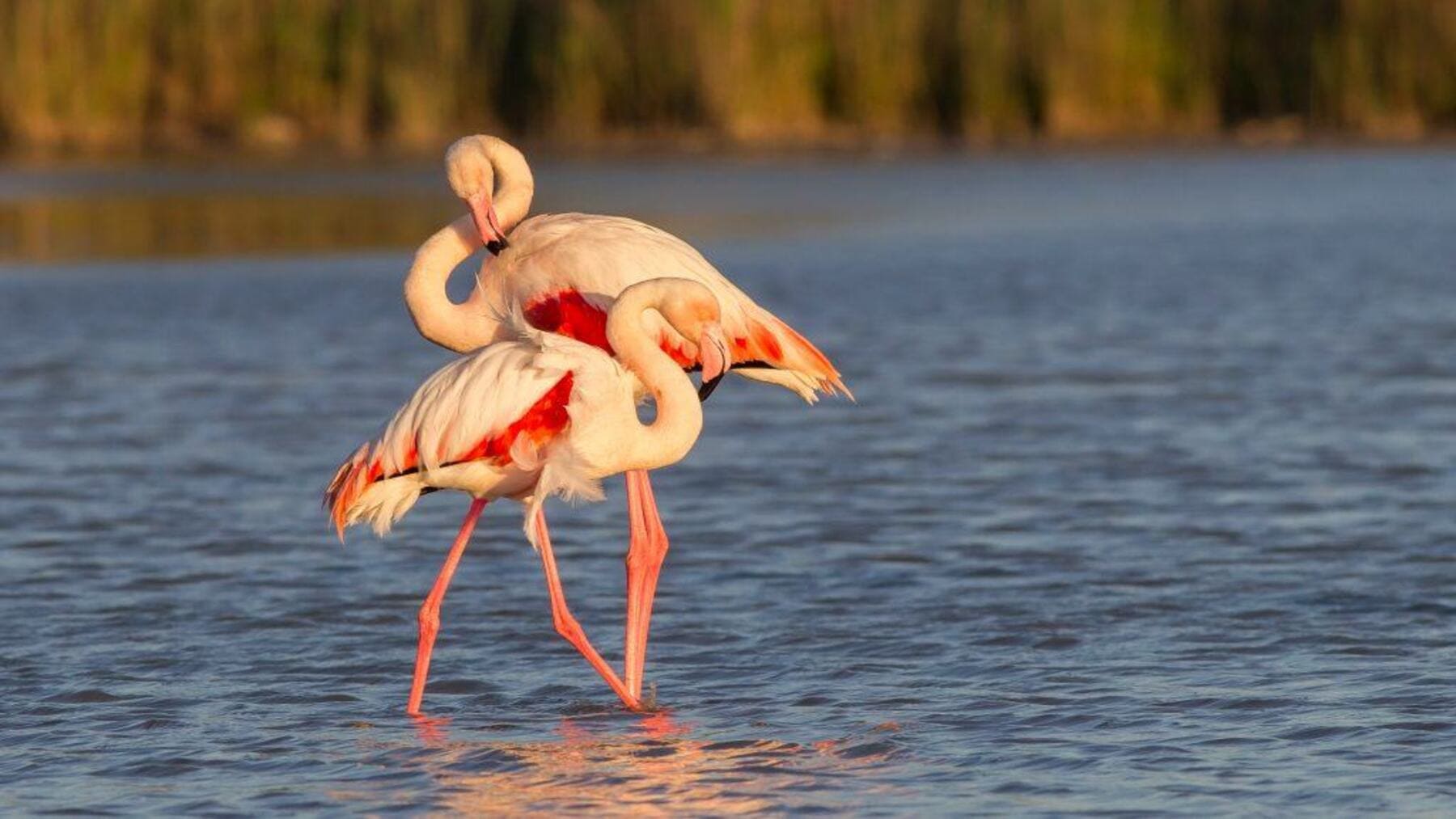 laguna de Cucharas con flamencos afectados por vallados ganaderos