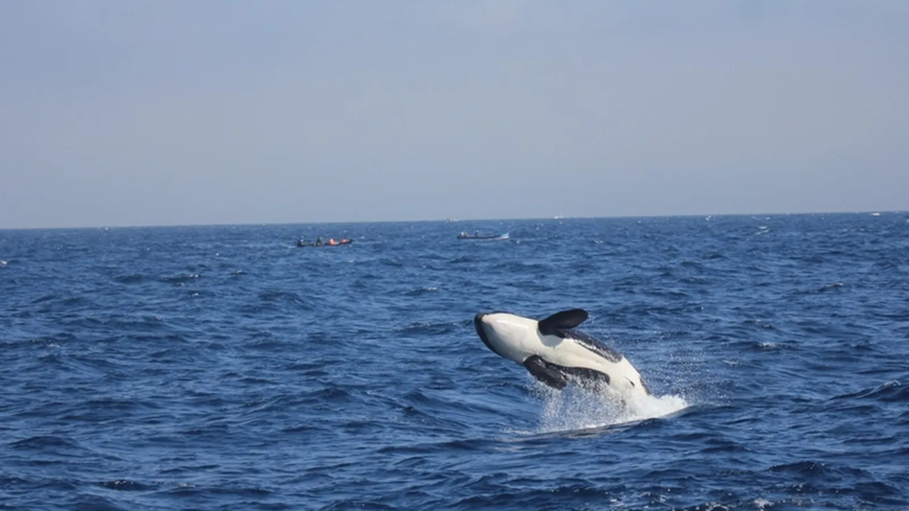 Las últimas orcas ibéricas se acercan al colapso y su supervivencia pende de un hilo
