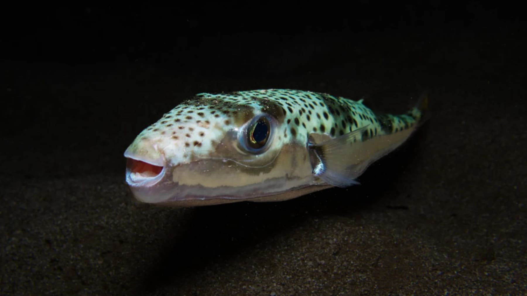 La psilocibina reduce la agresividad en peces sin eliminar la interacción social
