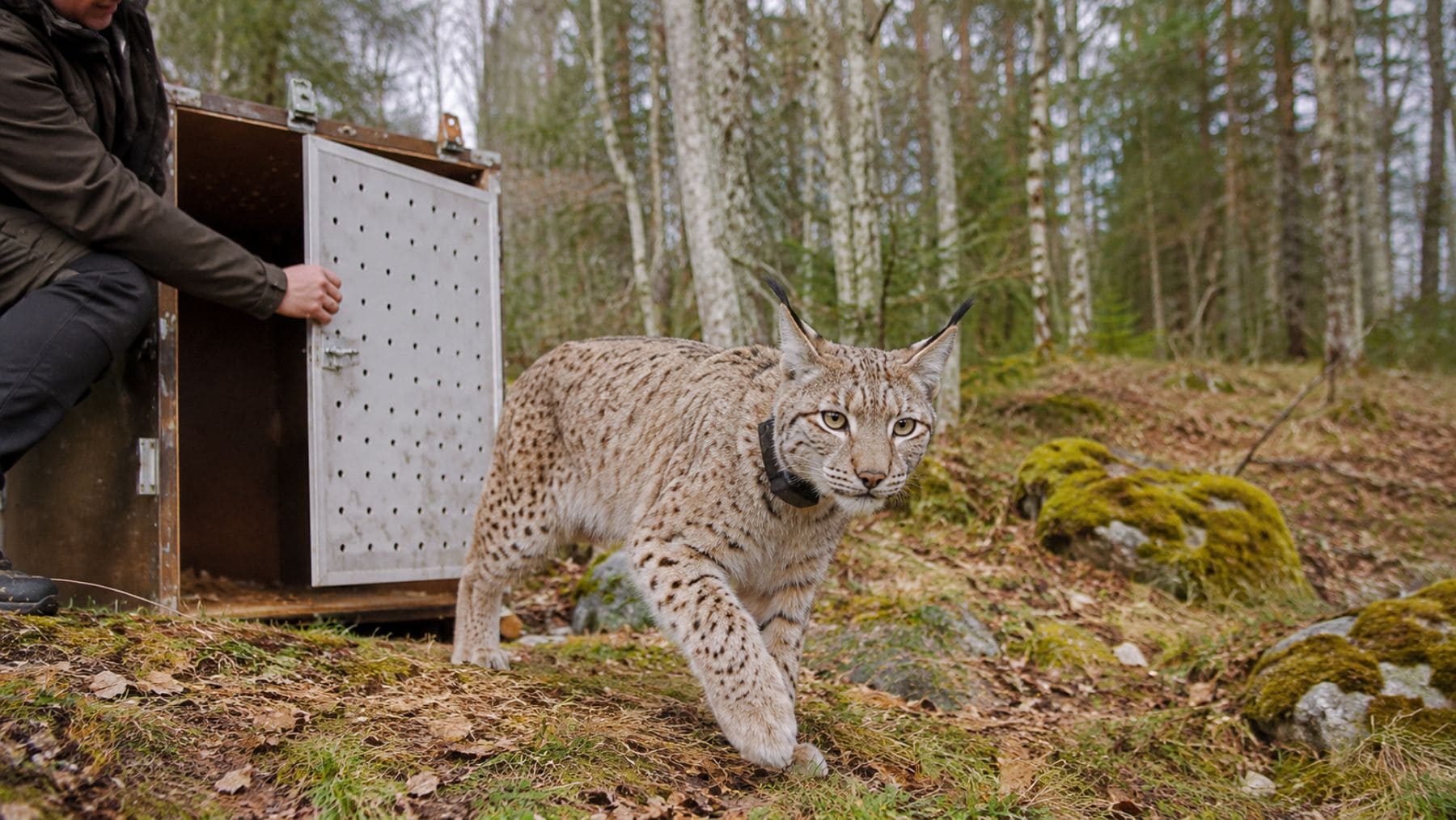 Lince boreal con collar GPS siendo liberado en un bosque del Jura tras meses de recuperación.