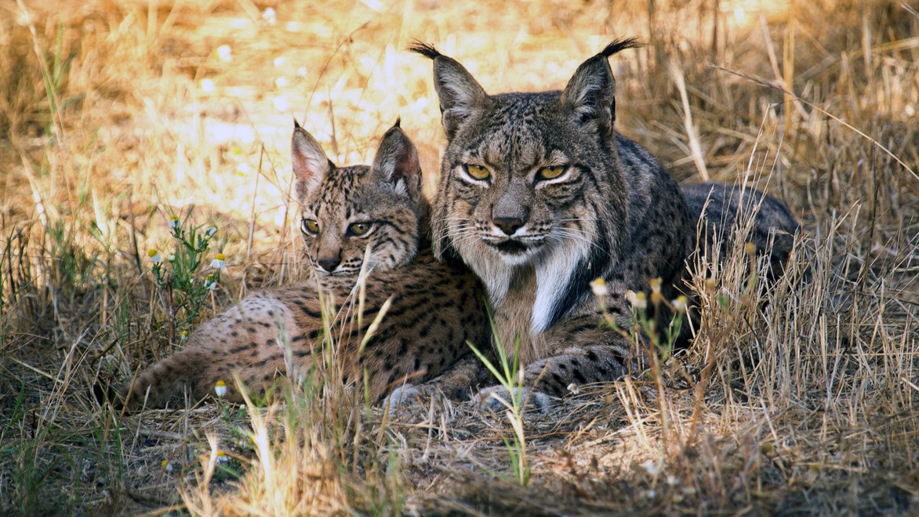 Lince ibérico adulto junto a una cría en el monte mediterráneo.
