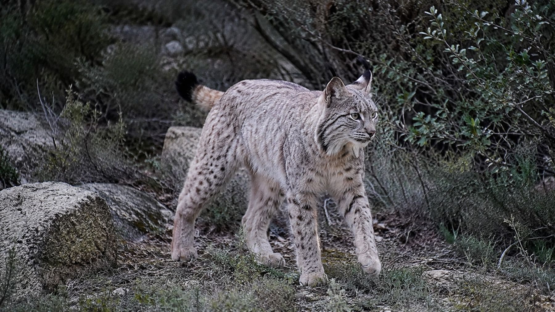 Satureja, el misterioso lince ibérico blanco de Jaén, recuperando su color natural durante la muda.