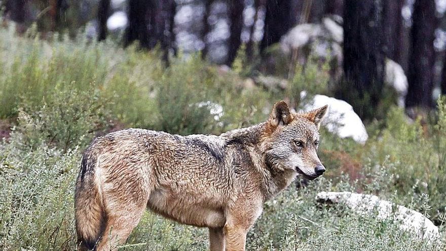 Lobo abatido en Zamora hallado junto al río Esla