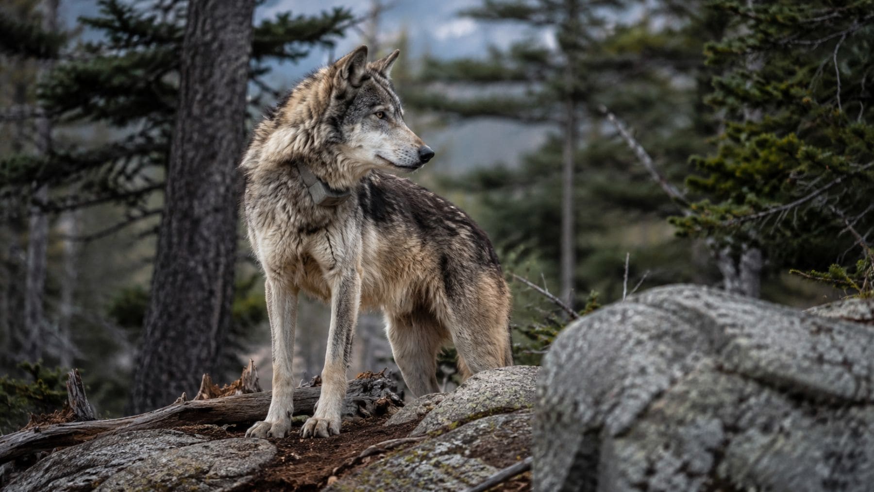 Lobo gris con collar GPS en el Parque Nacional de Sequoia tras reaparecer en California más de 100 años después.